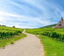 Sur la Route des Vins